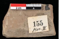 Foto (Detailansicht) von Glyptostrobus europaeus Brongniart (NHMW-GEO-2024-0188-0155)